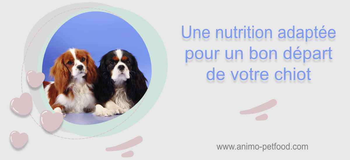 alimentation du chiot